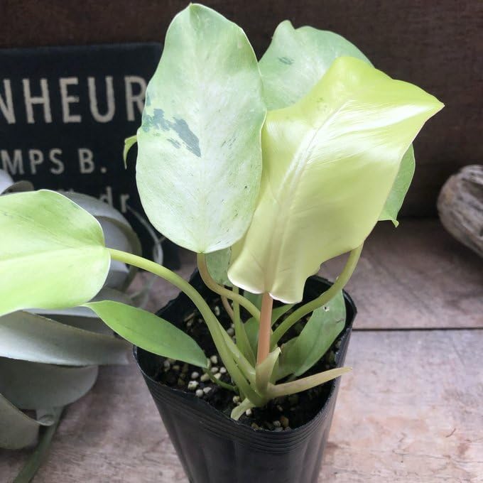 フィロデンドロン スノークイーン フィロデンドロン スノークイーン 2025年最新】イルセマニーの